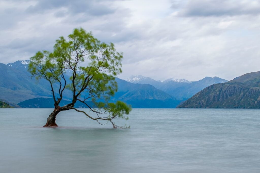 tree in water