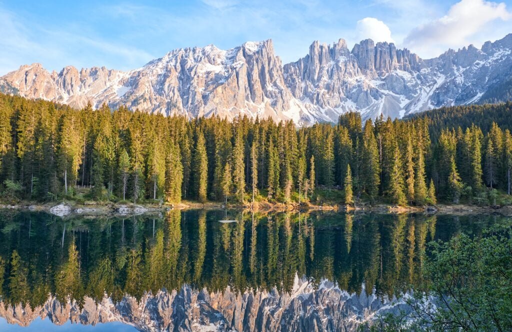 forest near body of water